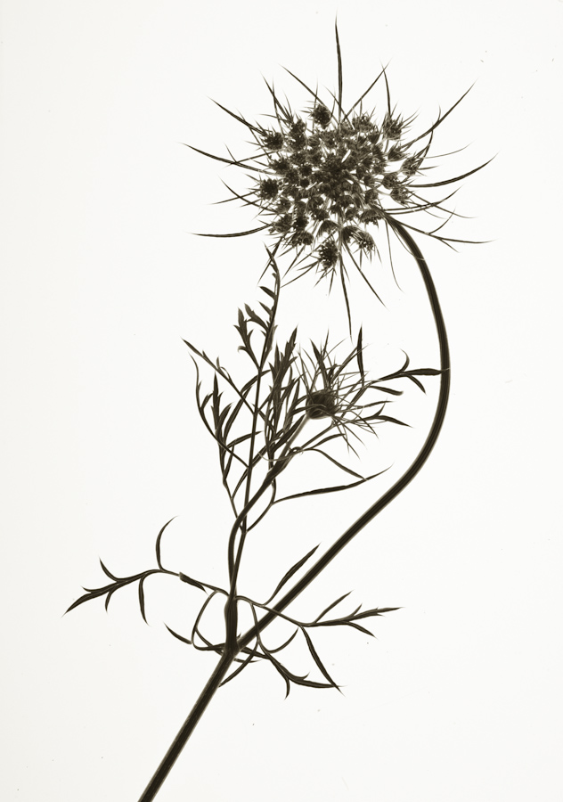 Queen Anne's Lace Flower-2694