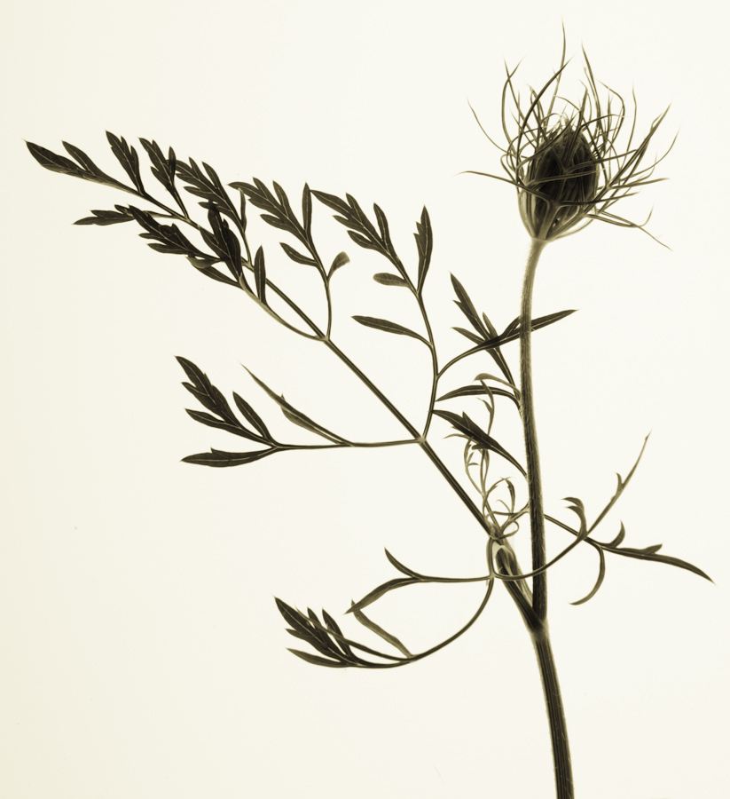 Queen Anne's Lace Flower 2705