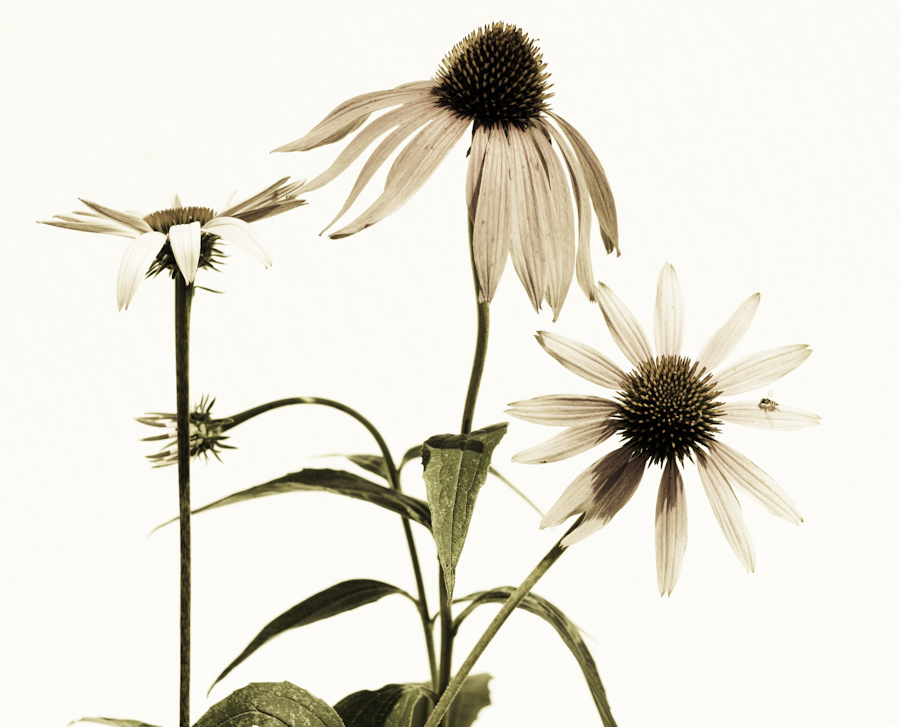 Echinacea 3154