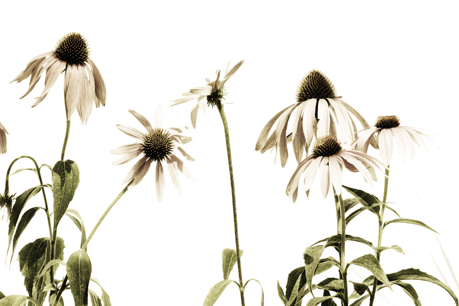 Echinacea 3165