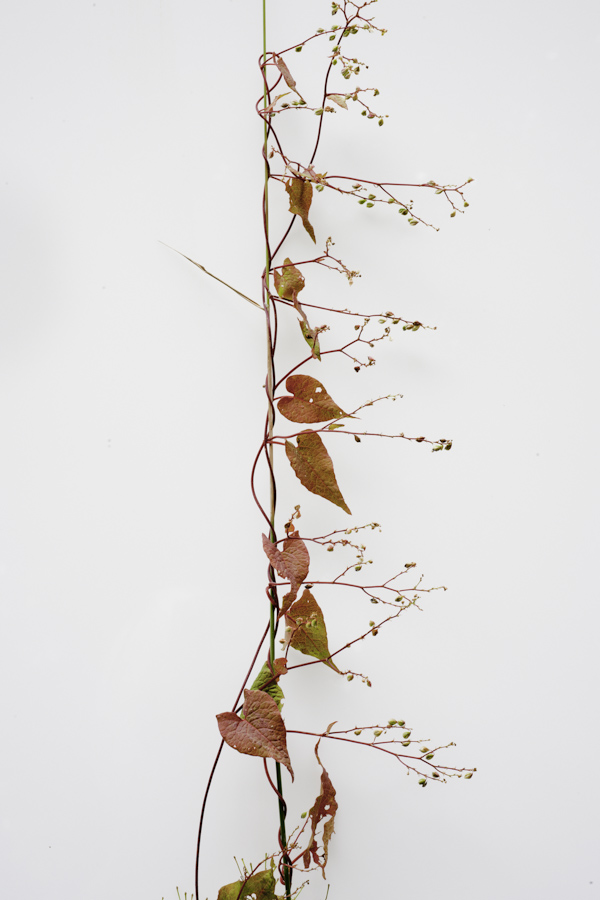 Vine 1