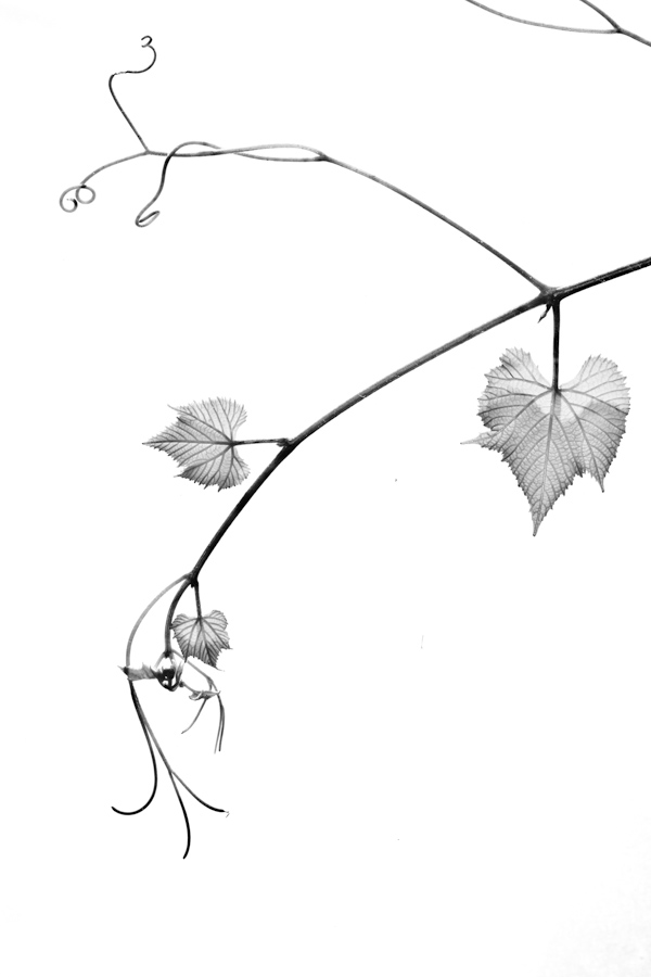 Grape Vine 9974