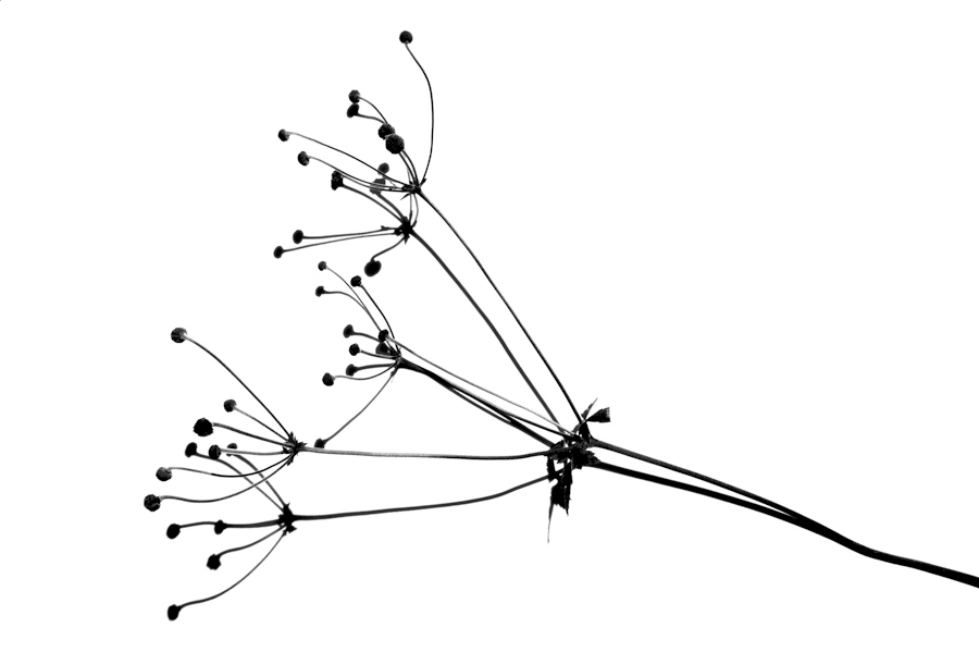 Seed Head 5689