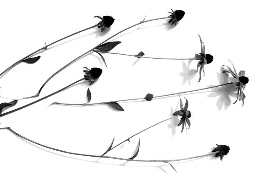 Echinacea 5736