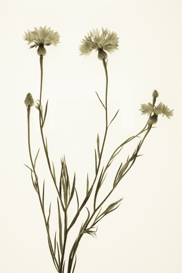 Corn Flower 2848