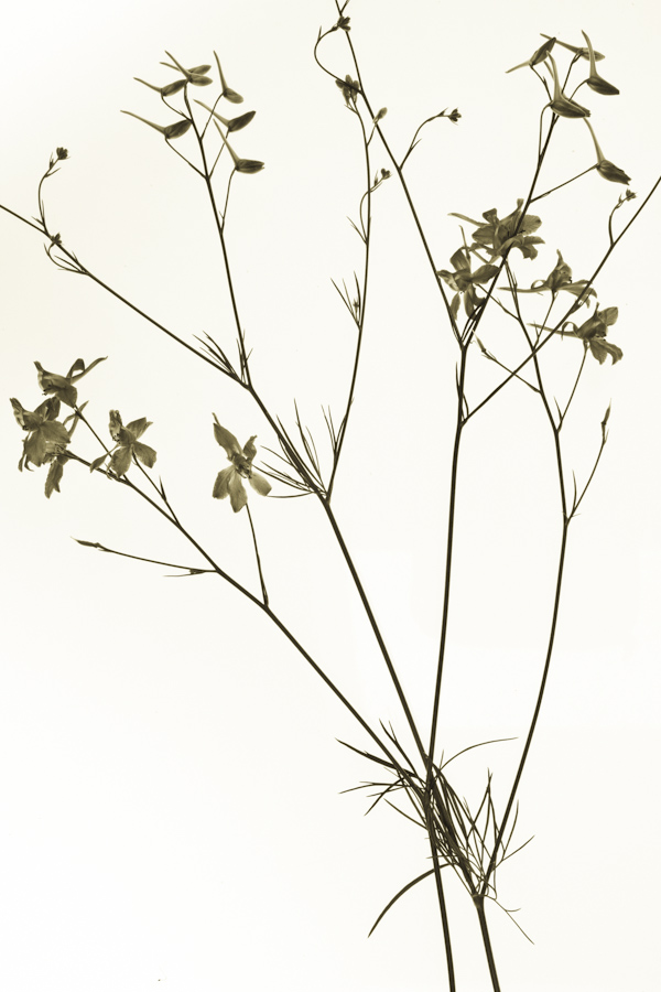 Flower 2852