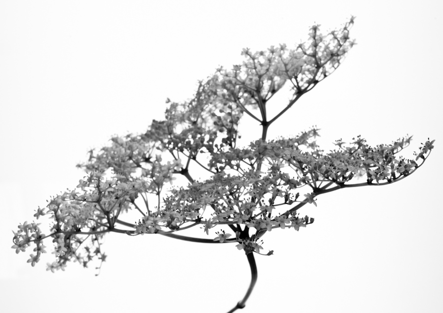 silhouette-2576