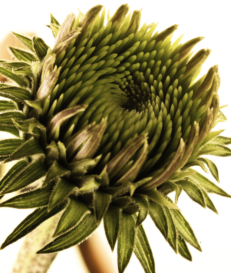 Echinacea 2762