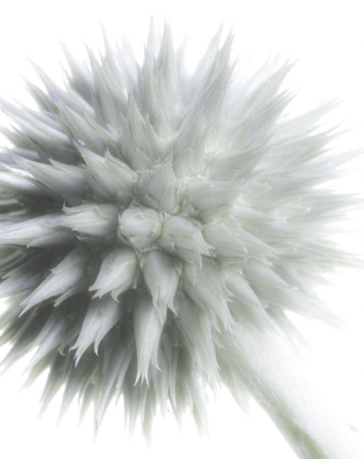 Thistle 2741
