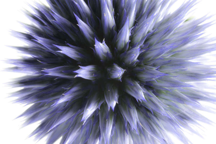 Thistle 2771