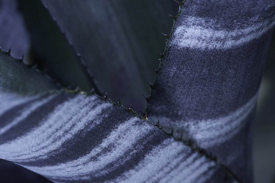 Agave 3353