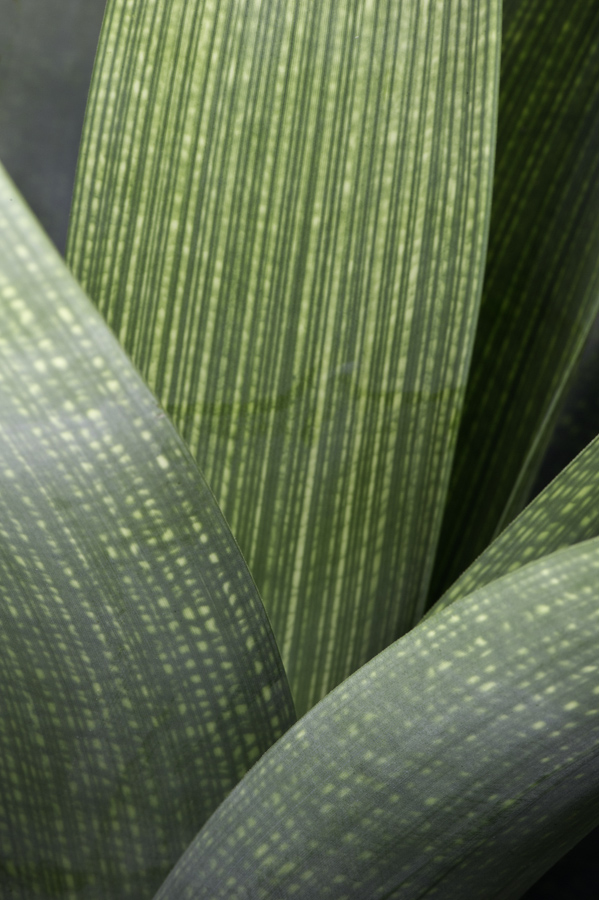 Agave 3374