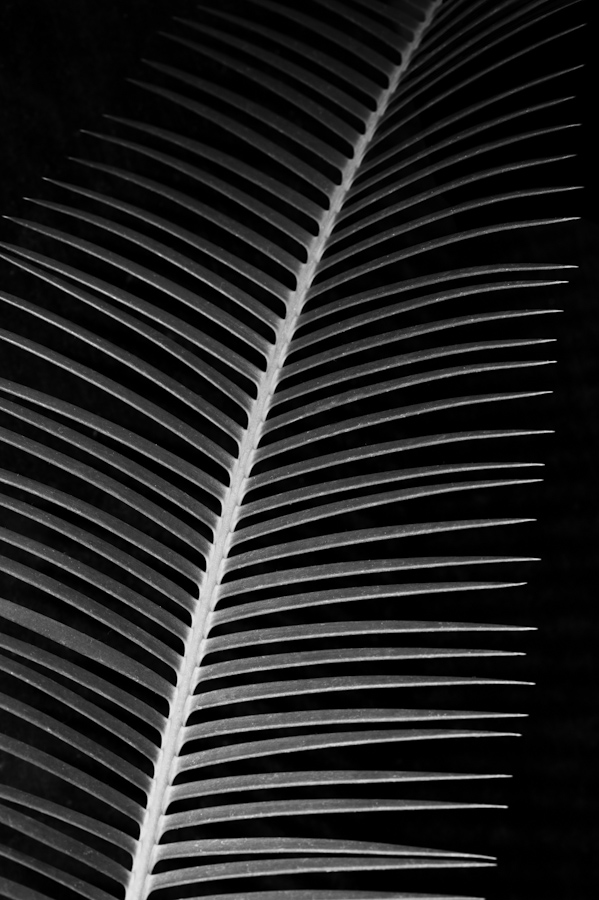 Spine Leaf 3535