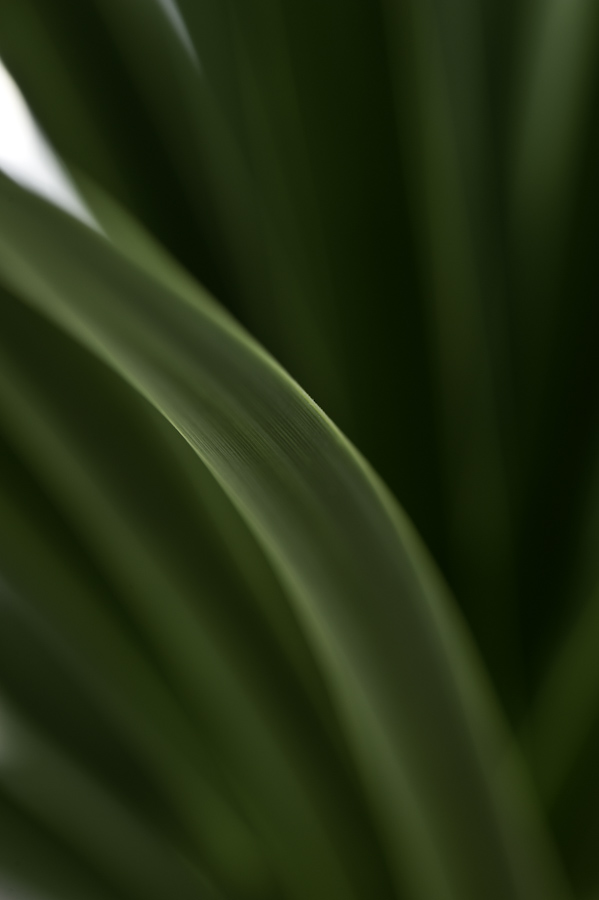 Agave 3551