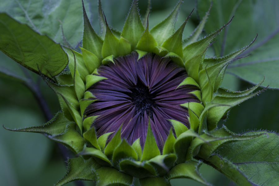Sun Flower-2892