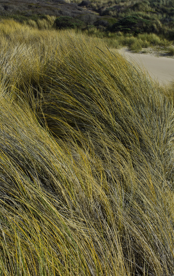 Gazos Creek Dunes 1