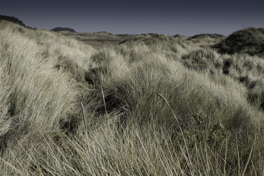 Gazos Creek Dunes 2