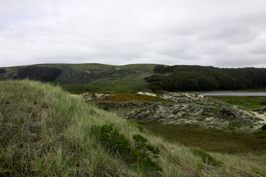 Coastal Dunes and Eucalyptus