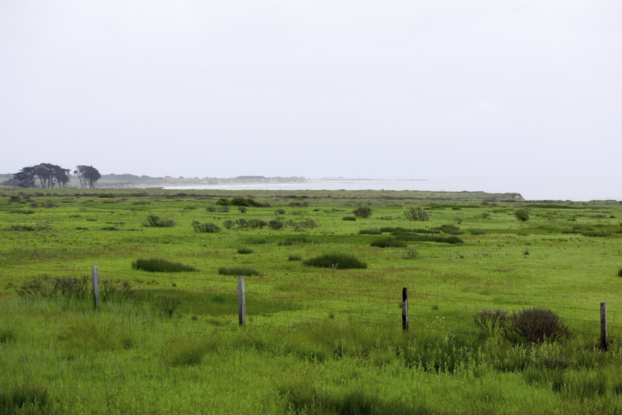 Cattle Pasture near Big Sur