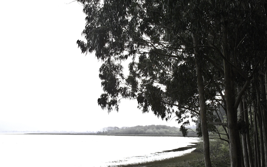 Bolinas Lagoon