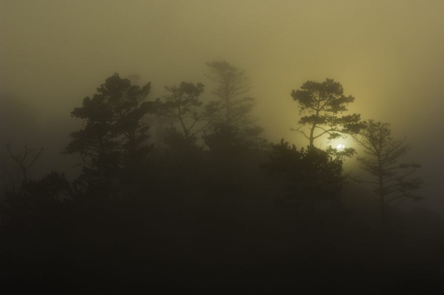 Point Lobos 2