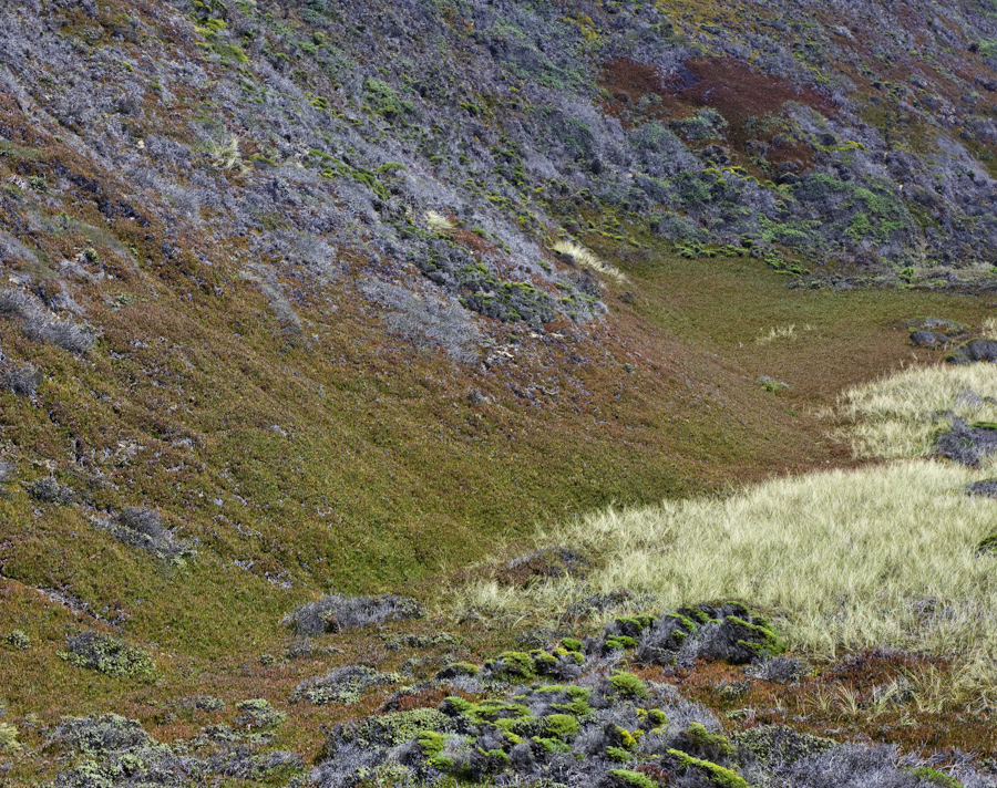 Big Sur Hillside