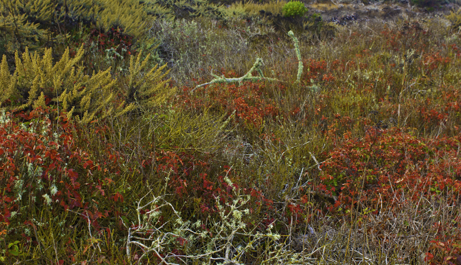 Point Lobos Vegetation