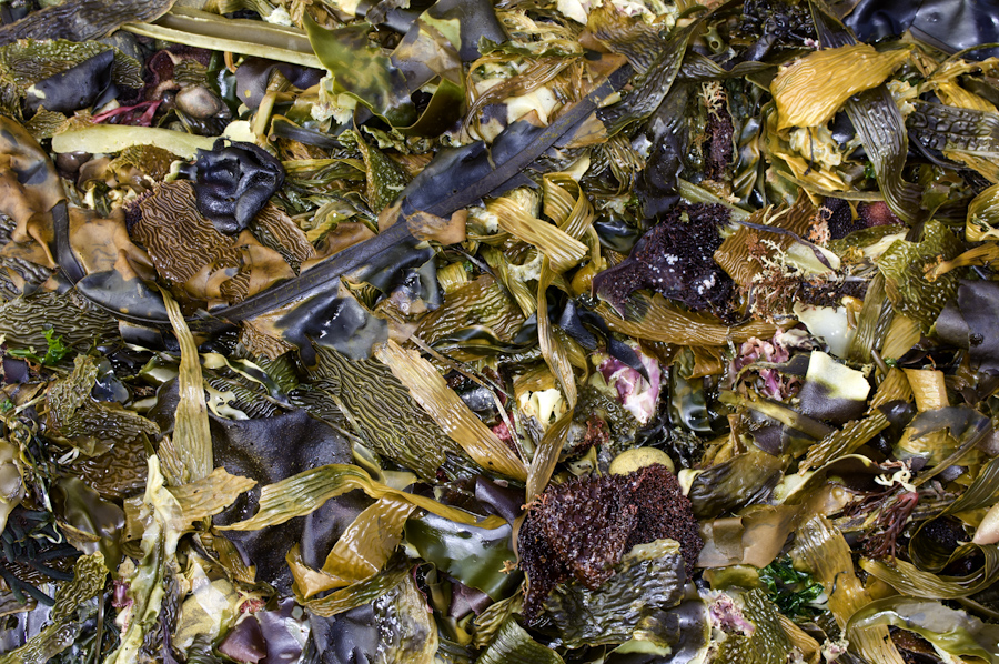Point Lobos Seaweed