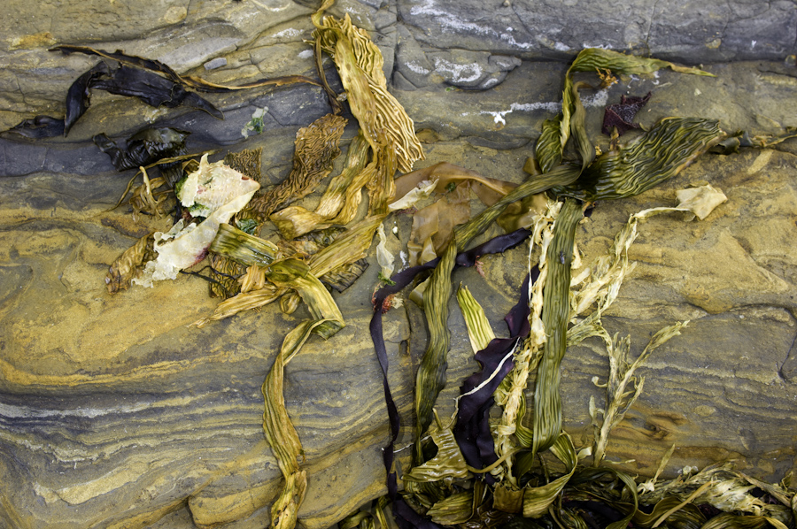 Point Lobos Seaweed 2