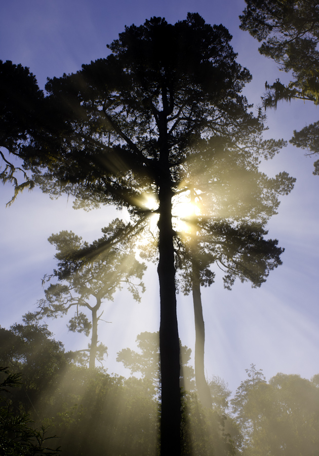 Point Lobos Pine 1