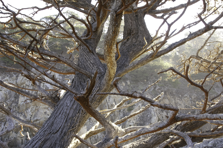 Point Lobos Pine 3