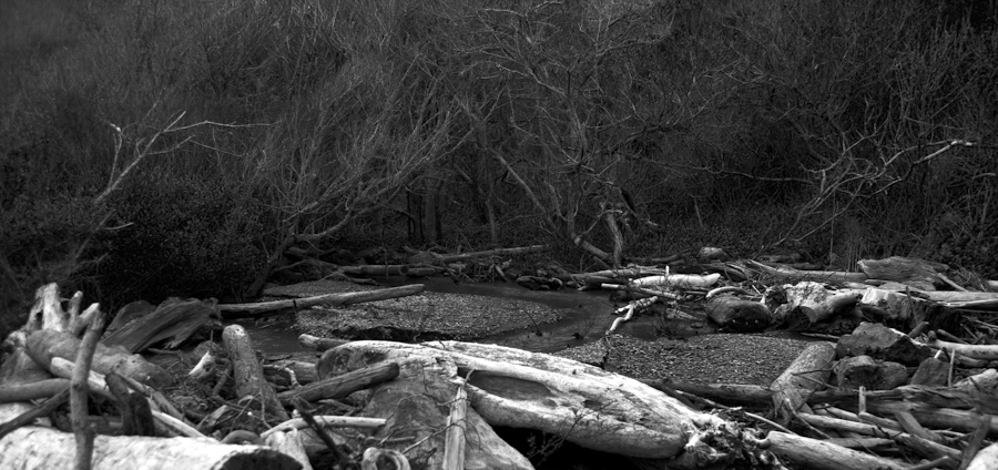 Point Lobos Beach 