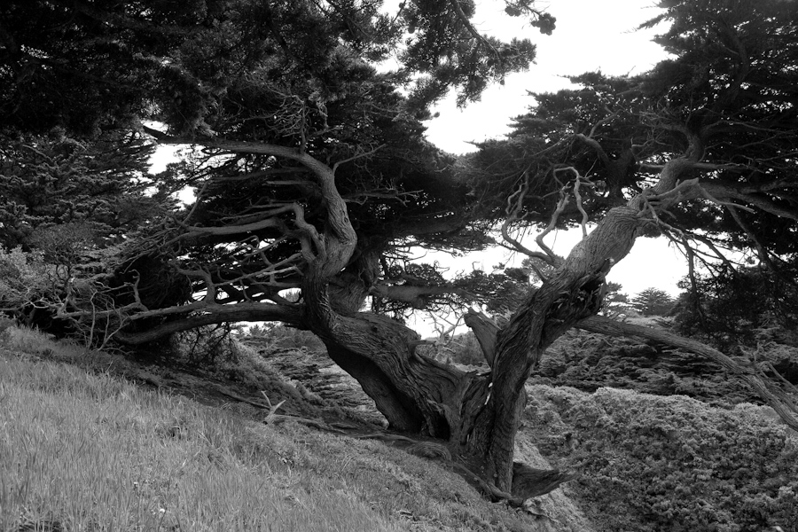 Point Lobos Pine 4