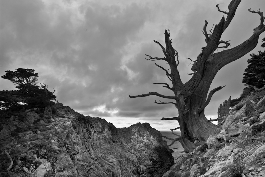 Point Lobos Pine 5