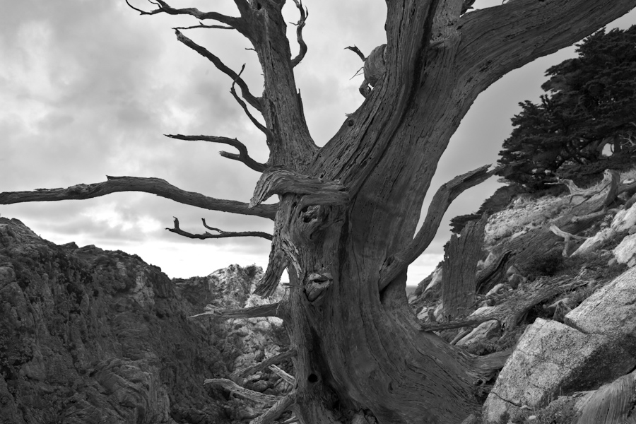 Point Lobos Pine 6