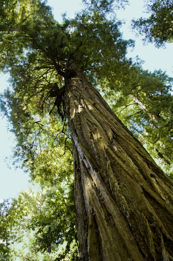 Santa Cruz Redwood