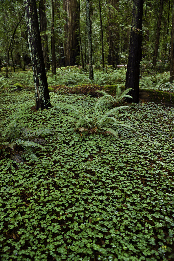 Mendicino Redwoods 2