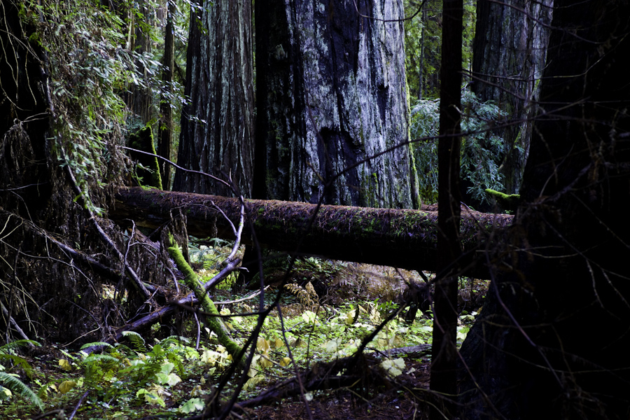 Mendicino Redwoods 4