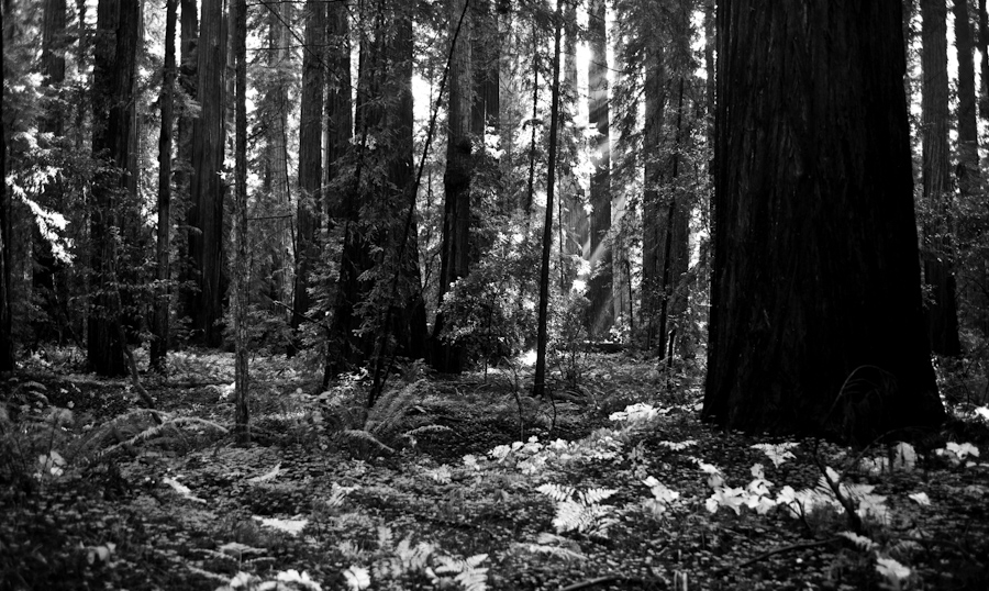 Mendicino Redwoods 5