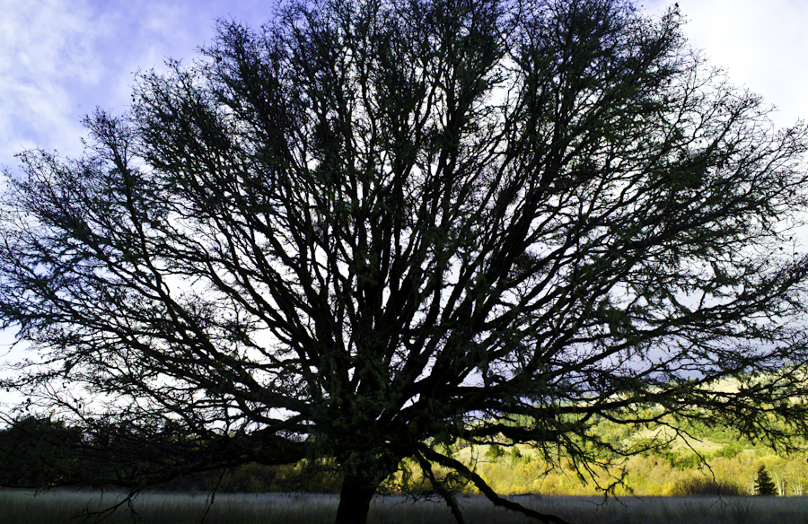 Mendocino Oak 1