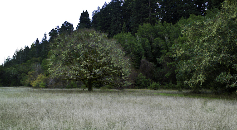 Mendocino Oak 2