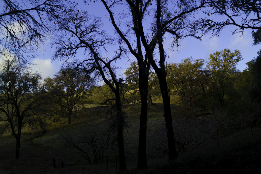 Mendocino Oak 3