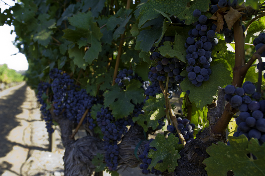 Napa Vineyard