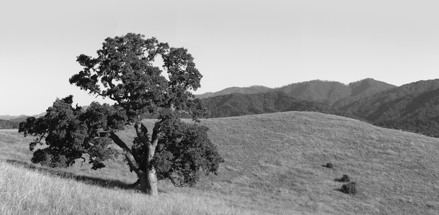 Live Oak