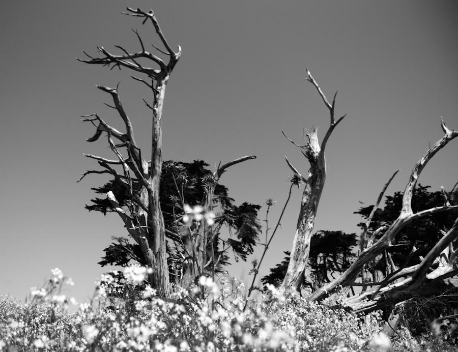 Point Reyes Detail
