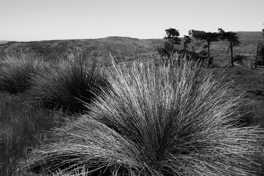 Point Reyes Detail 2