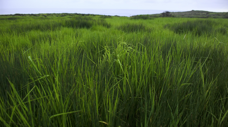 Big Sur Pasture