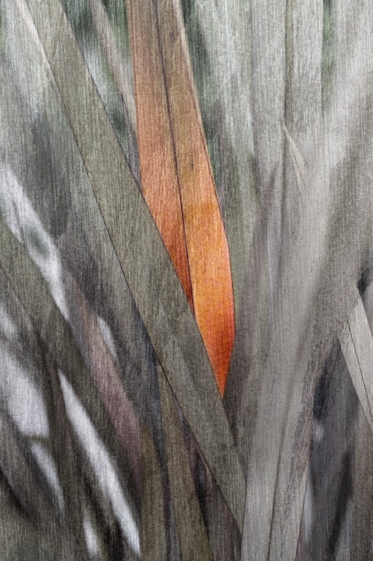 Leaves 1