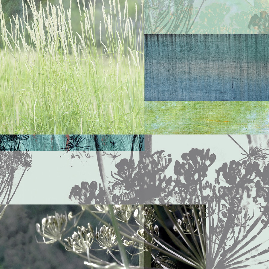 Anise Crop Square 1