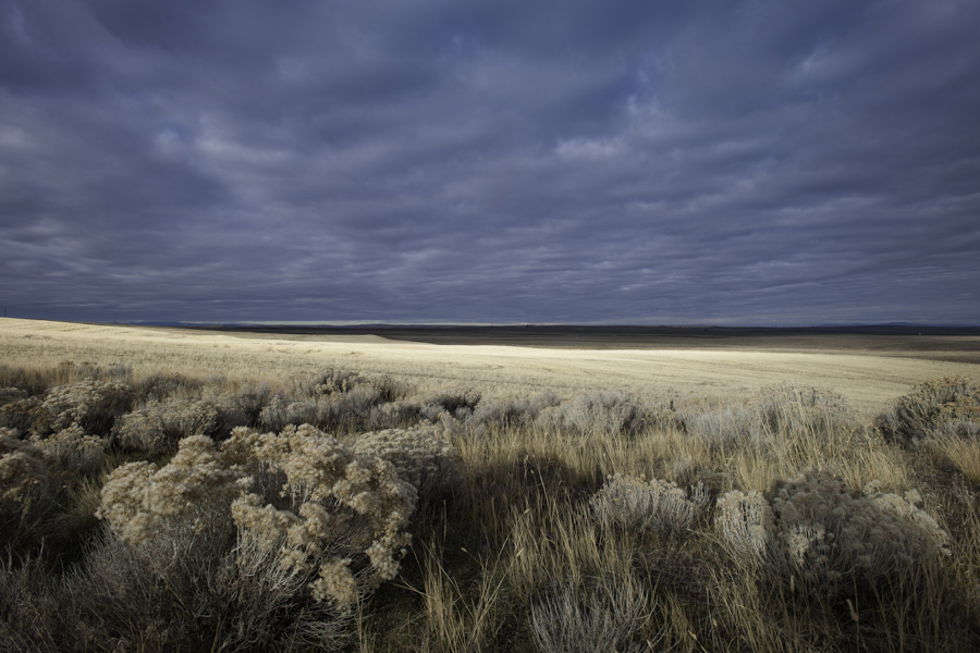 Oregon Fields 7512